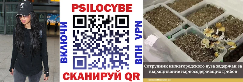 Псилоцибиновые грибы GOLDEN TEACHER  Кашин 